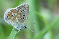 Lysandra bellargus