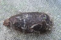 Saturnia pyri