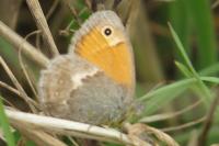 Coenonympha pamphilus