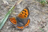 Lycaena phlaeas