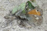 Coenonympha pamphilus