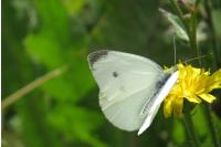 Pieris rapae