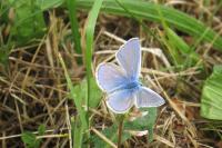 Polyommatus icarus
