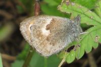 Coenonympha pamphilus