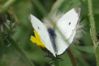 Pieris rapae