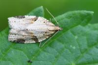 Clepsis spectrana