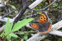 Lycaena phlaeas