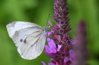Pieris napi
