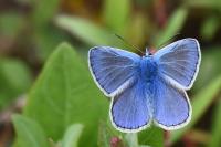 Polyommatus icarus