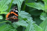 Vanessa atalanta