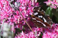Araschnia levana