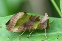 Diachrysia chrysitis
