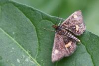 Pyrausta aurata