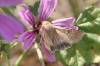 Helicoverpa armigera