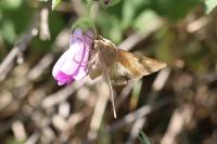 Helicoverpa armigera
