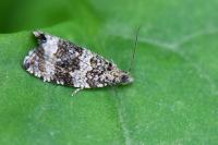 Celypha lacunana