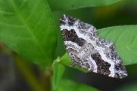 Epirrhoe alternata