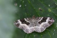 Epirrhoe alternata