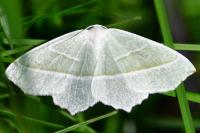 Campaea margaritaria