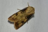 Agrotis puta