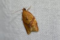 Clepsis consimilana