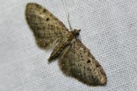 Eupithecia virgaureata