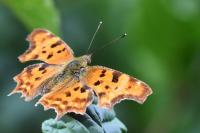 Polygonia c-album
