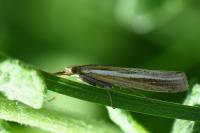 Agriphila tristella