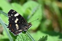 Araschnia levana