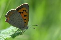 Lycaena phlaeas