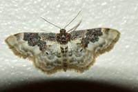 Idaea rusticata