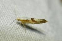 Argyresthia pruniella