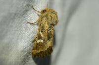 Luperina dumerilii