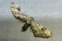 Eupithecia centaureata