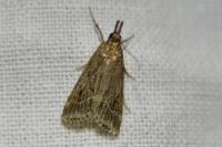 Eudonia pallida