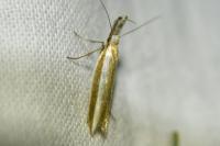 Pleurota aristella