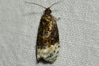 Apotomis betuletana
