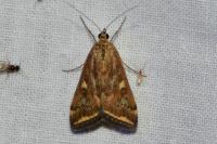 Loxostege sticticalis