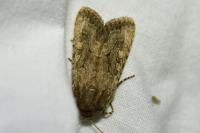 Luperina testacea
