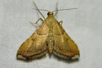 Endotricha flammealis
