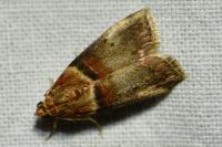 Acrobasis tumidana