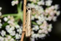 Agriphila geniculea