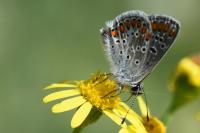 Aricia agestis