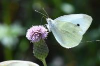 Pieris rapae