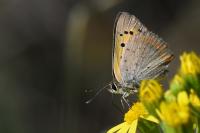 Lycaena phlaeas