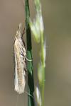 Agriphila tristella