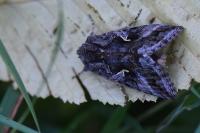 Autographa gamma