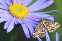 Pyrausta despicata