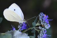 Pieris rapae