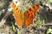 Polygonia c-album